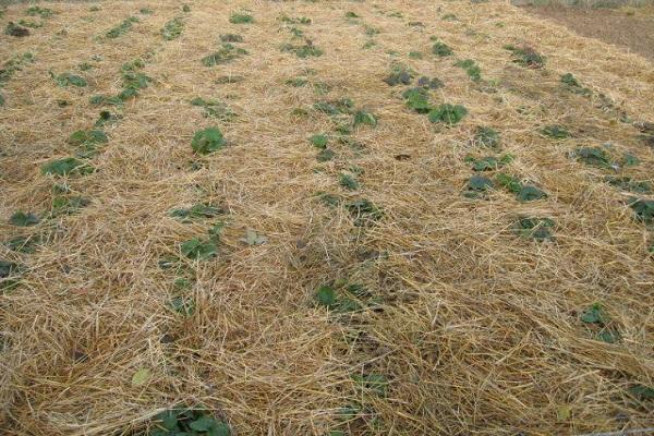 Schutz für den Winter