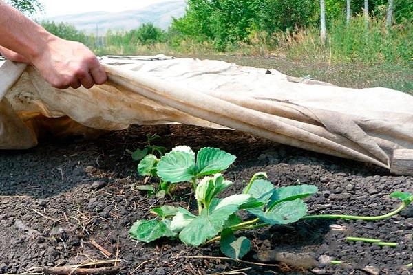 Schutz für den Winter