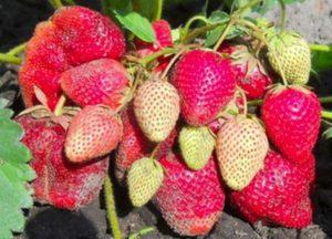 Description et caractéristiques de la variété de fraises Vicoda, culture et reproduction