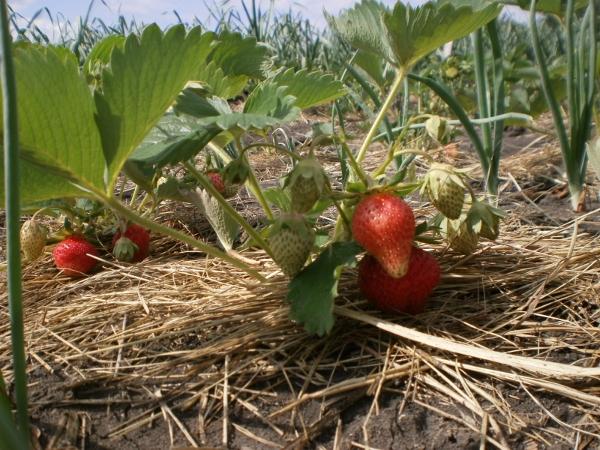 mulching strawberry kama