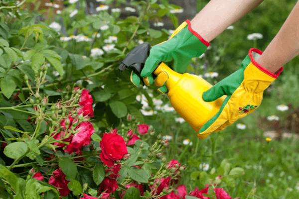 buissons d'alimentation
