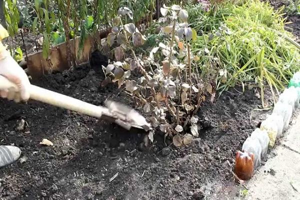 mit einer Schaufel ausgraben