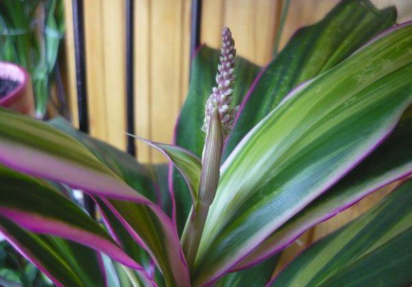 prendre soin de Cordilin