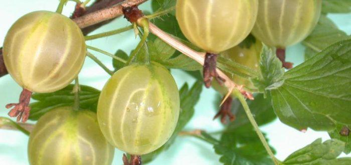 Stachelbeer Bernstein