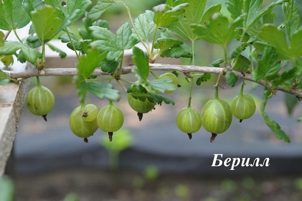 hanging from a branch