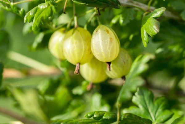 Finnisches gelbes Gelb