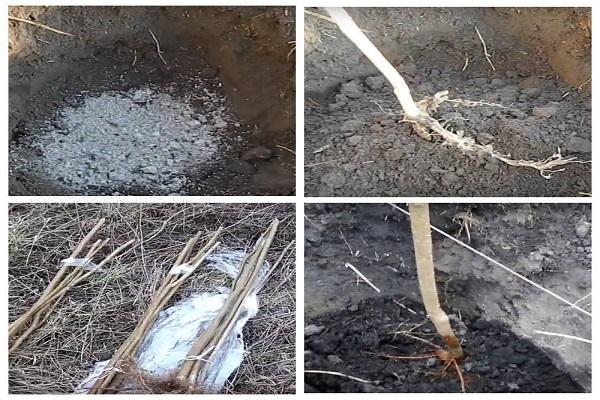 processus de plantation