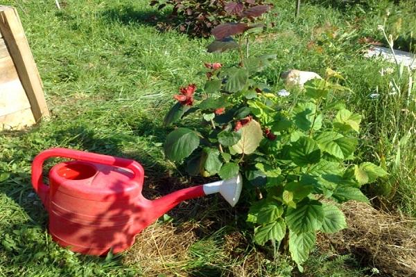 arrosoir sur le site