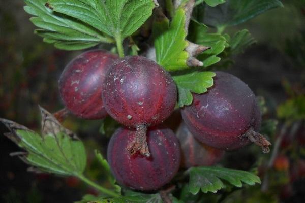 aigle aux fruits