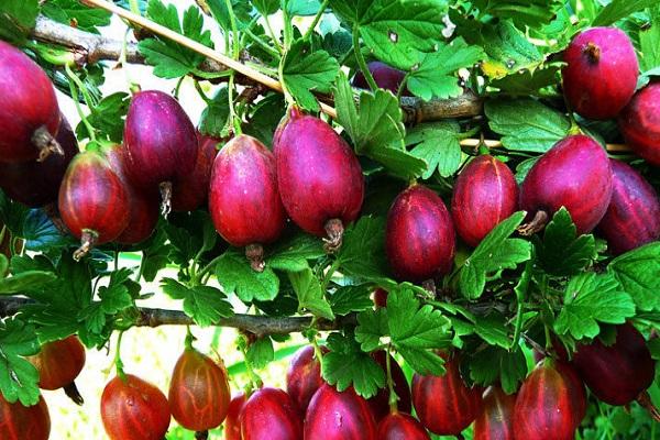 fruit en forme de poire