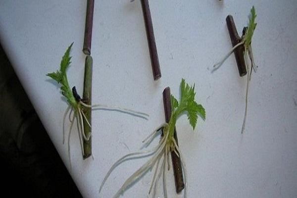 amélioration des racines