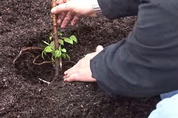 atterrissage de la fosse