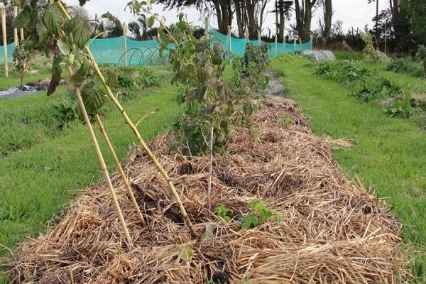 Decken Sie die Büsche ab
