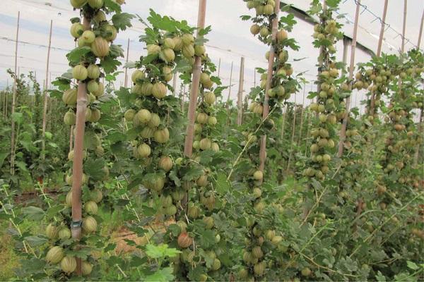 wächst wunderschön