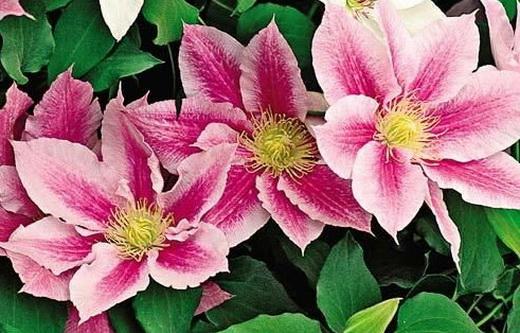 clématite de fleurs