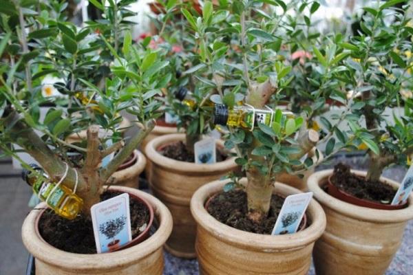 transplant from pots