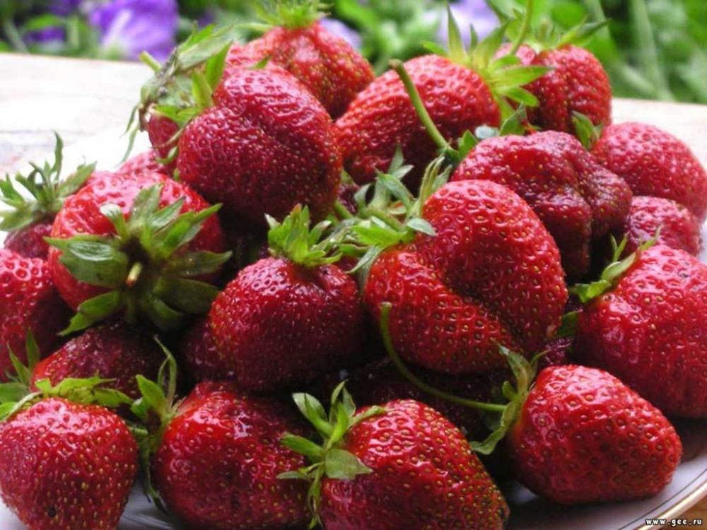 strawberry first grader