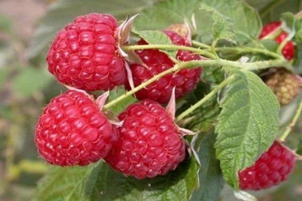 Himbeeren für die Gesundheit