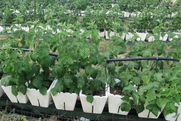 Fortpflanzung durch Nachkommen