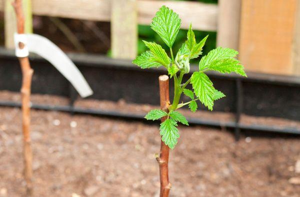 Transplanted raspberry