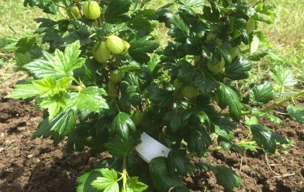 Buisson de groseille à maquereau