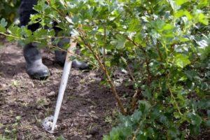 Pour mieux nourrir la groseille à maquereau, comment l'arroser correctement en été et en automne