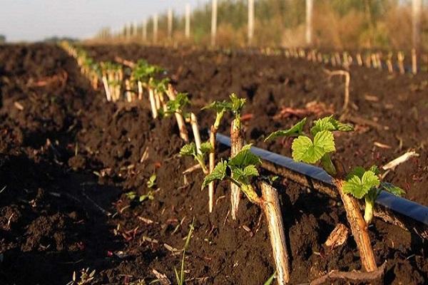 irrigation d'arbustes