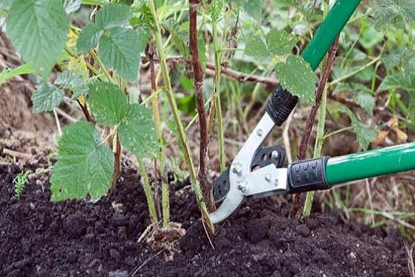 suppression de branches