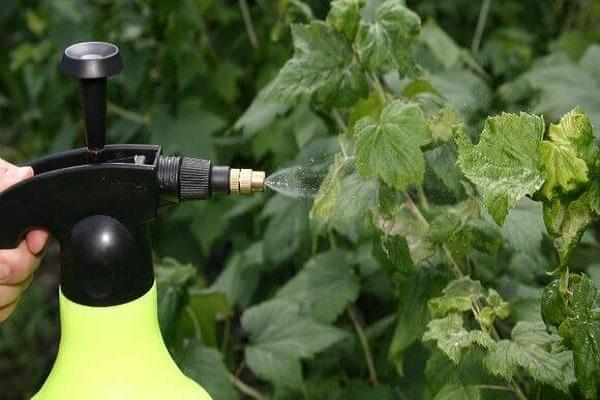 lutte contre les insectes