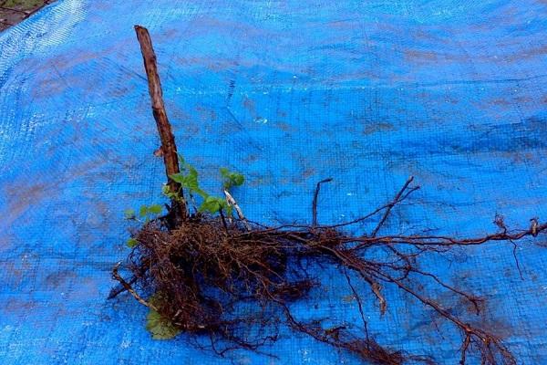 semis pour la reproduction