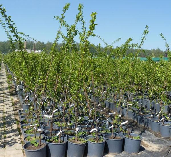 plants de prunier cerisier