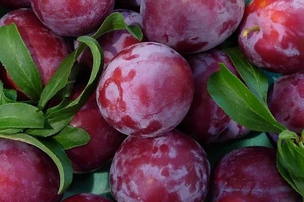 liegt in den Blättern