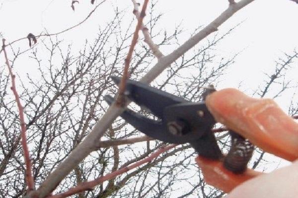 Schneiden mit Zangen