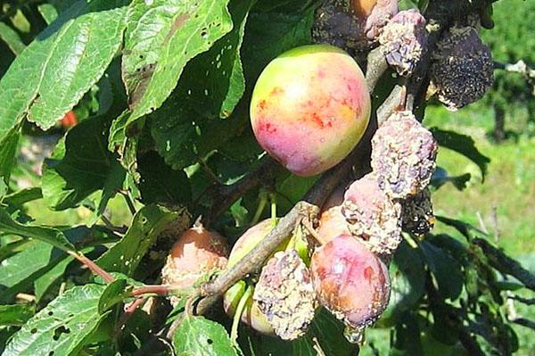 plum disease