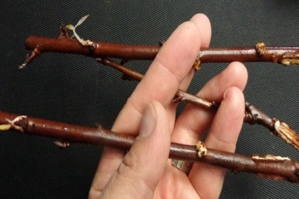 Vorbereitung der Stecklinge