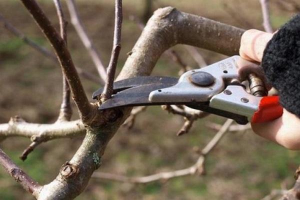 suppression d'une branche