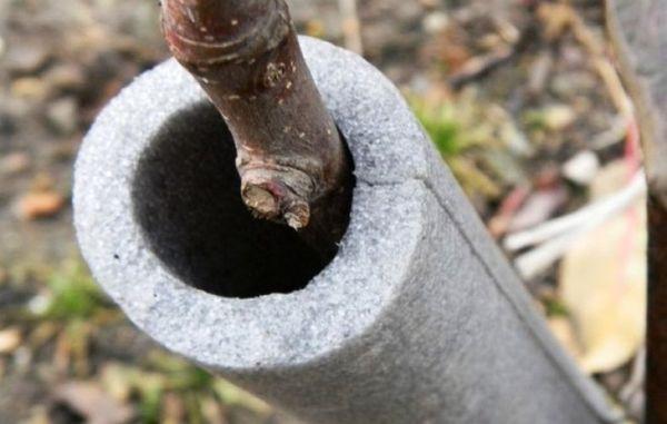 Eingewickelte Pflaume