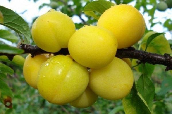 Glühwürmchen ist gewachsen