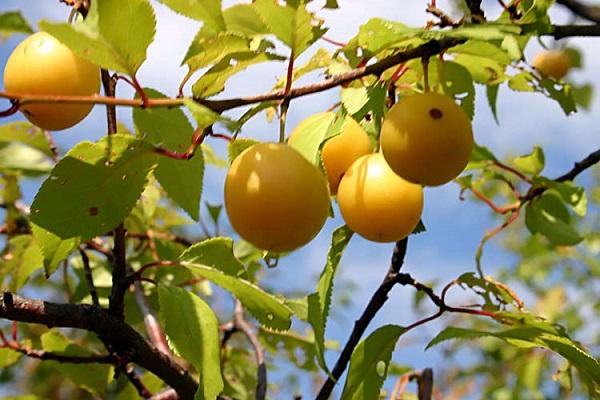 caractéristiques culturelles