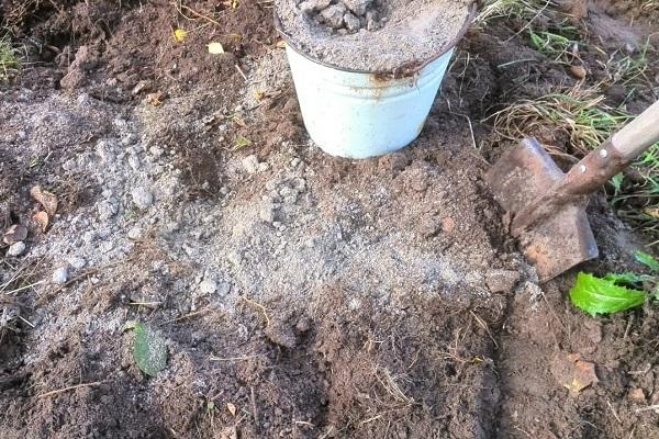 Beschreibung und Eigenschaften der Pflaumensorten Morgen, Anbau und Pflege