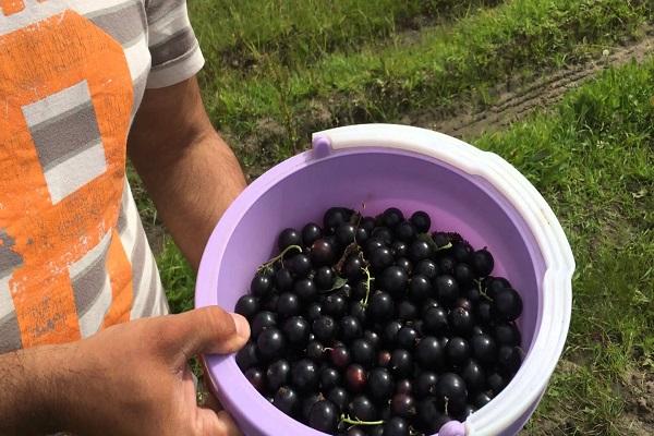 collection pour confiture