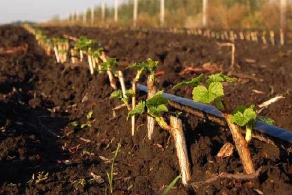 propager des raisins de Corinthe