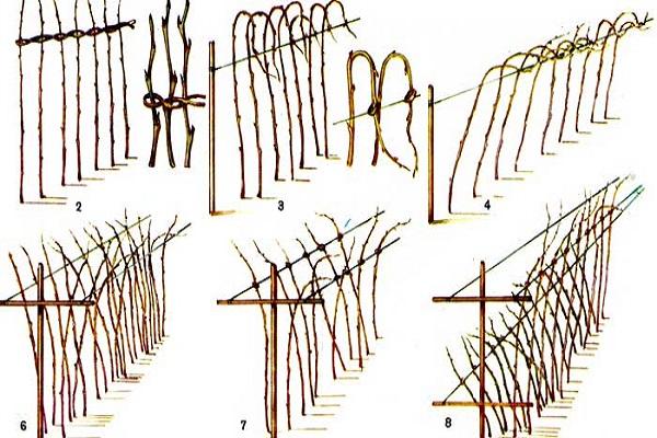 formation de buissons