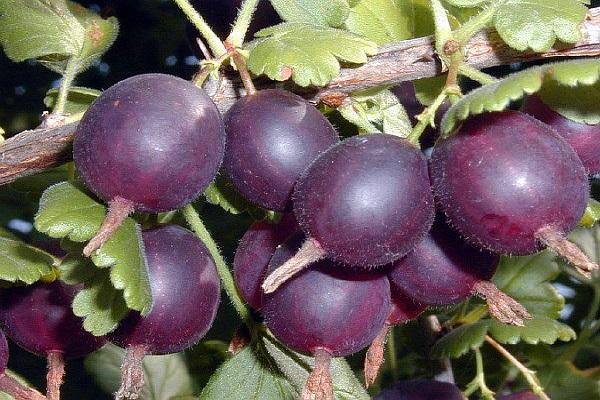variétés violettes