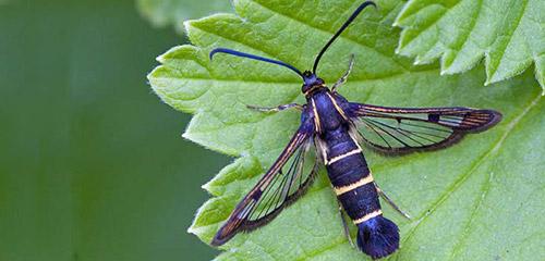 Verrerie sur groseille