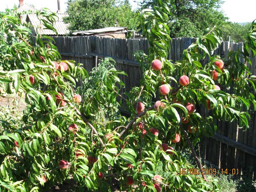 pêche de Kiev précoce