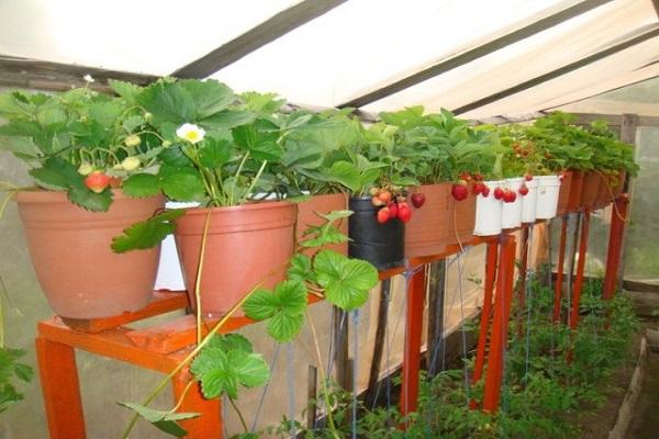 faire pousser des fraises