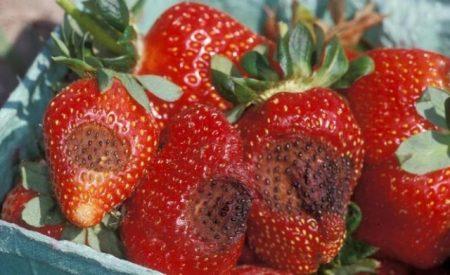 strawberry disease