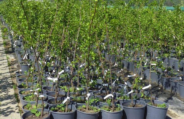 Cherry plum seedlings