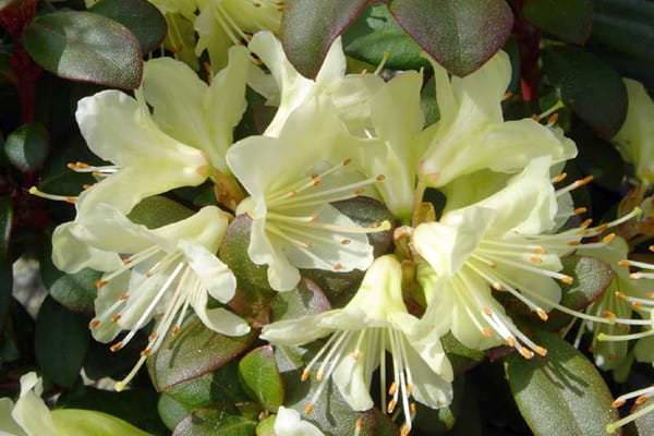 Rhododendronblüten
